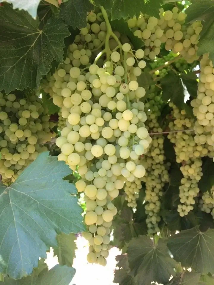 IMAGE - GRAPE FRUITS